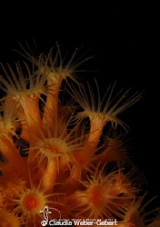 anemones macro by Claudia Weber-Gebert 
